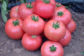 Фотография к новости: "Зеленый коридор" для китайских сельхозпродуктов открыли на казахстанской таможне