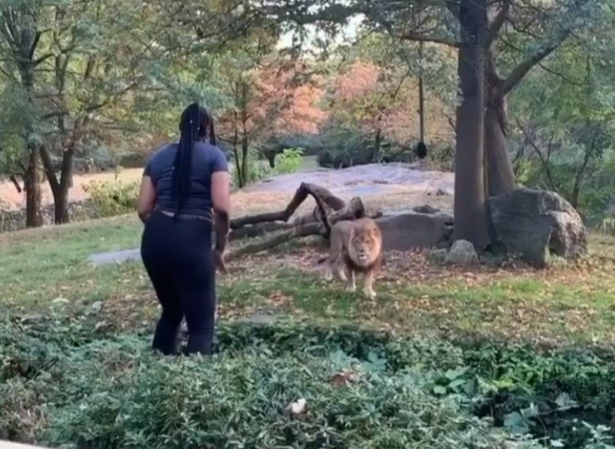 Залезла в вольер, чтобы подразнить льва в Нью-Йорке