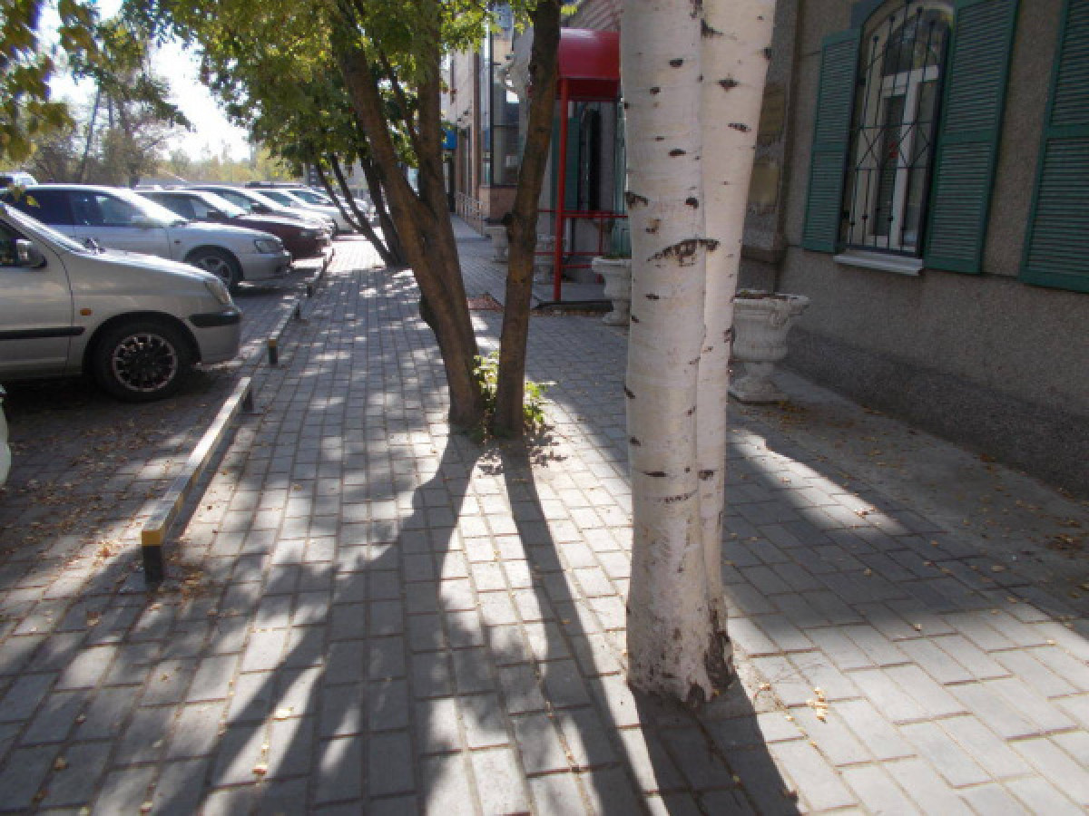 Деревья забетонировали на одной из улиц Усть-Каменогорска 