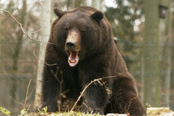 Фотография к новости: Медведь убил экс-депутата в Якутии