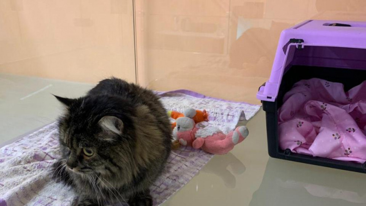 Люкс для кошечки. Где временно разместить домашних питомцев в Нур-Султане