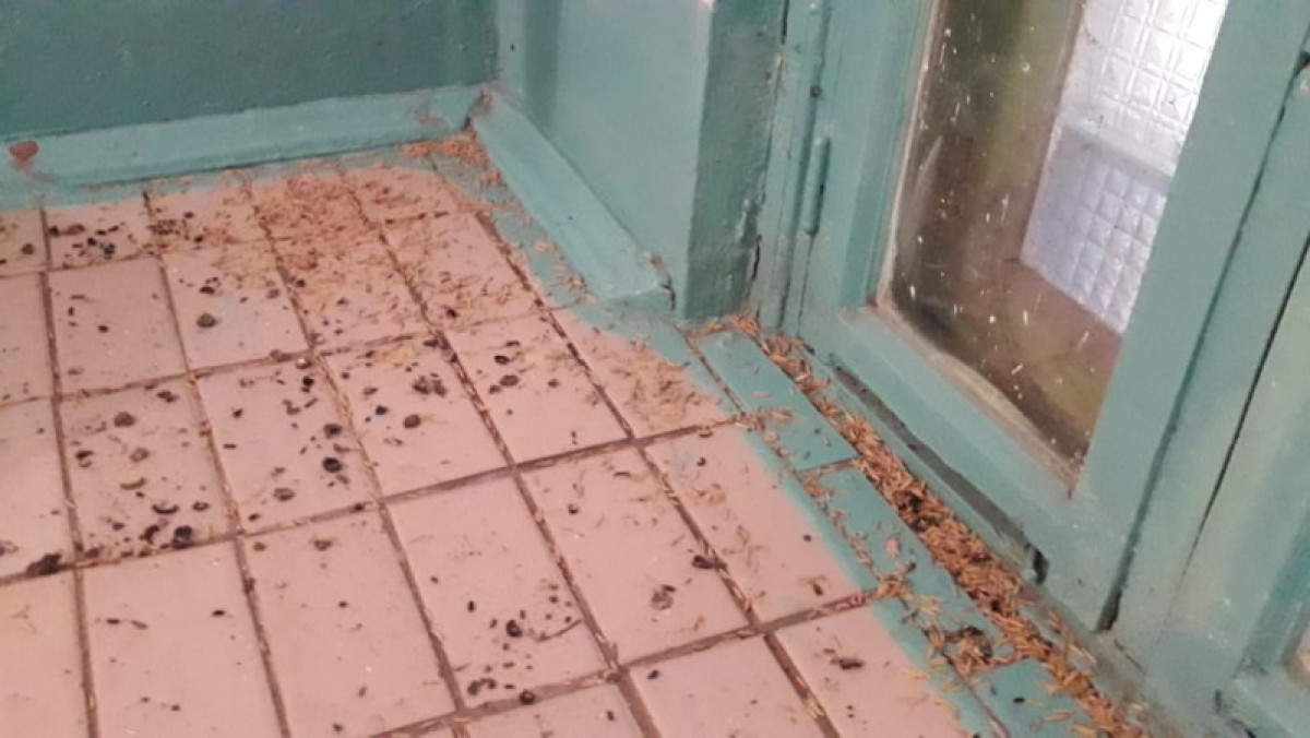 Трупные черви досаждают жителям многоэтажки в Костанае