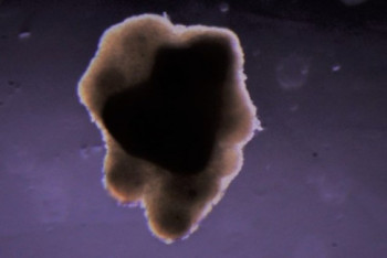 Фотография к новости: Мясо впервые вырастили в космосе