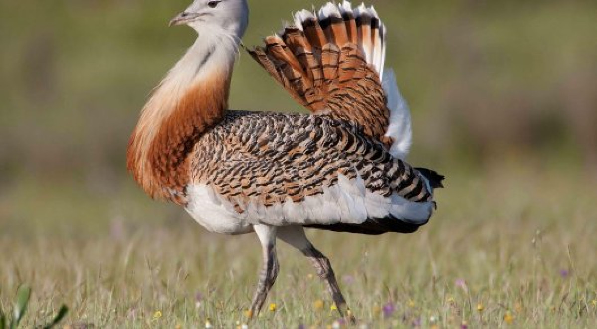 Еще четверым арабским шейхам разрешили охоту на дроф-красоток в Казахстане
