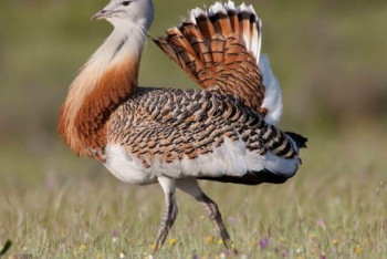 Фотография к новости: Еще четверым арабским шейхам разрешили охоту на дроф-красоток в Казахстане