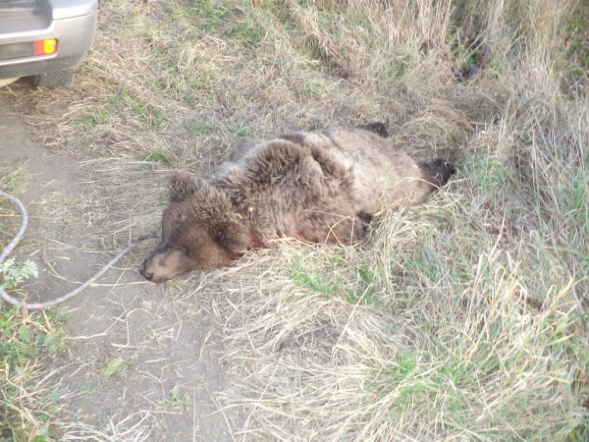 Рев медведя напугал жителей села в ВКО 