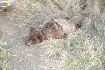 Фотография к новости: Рев медведя напугал жителей села в ВКО 