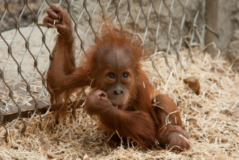 Фотография к новости: Детеныша орангутанга пытались ввезти в Казахстан