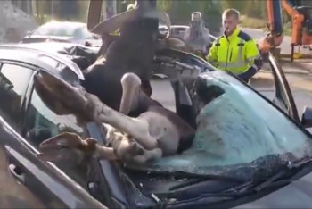 Фотография к новости: Россиянин попал в ДТП с участием двух лосей на автотрассе в Польше