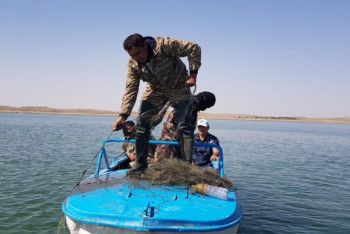 Фотография к новости: "Техасский ковбой" стрельбой "спас" своего сына-браконьера на Шардаринском водохранилище