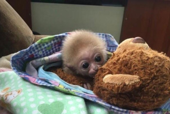 Фотография к новости: Детеныша исчезающего вида гиббонов показали в зоопарке Алматы