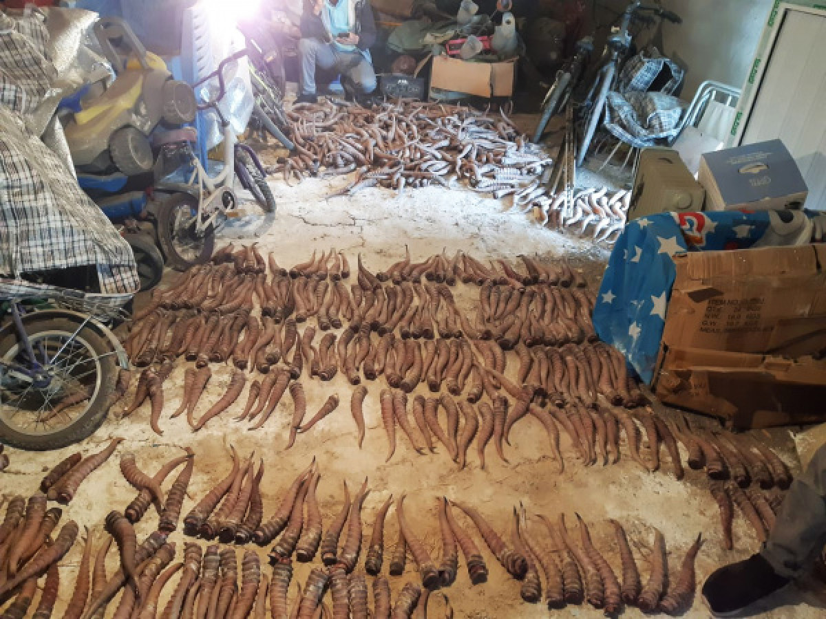 Более тонны рогов сайги изъял КНБ в ходе спецоперации