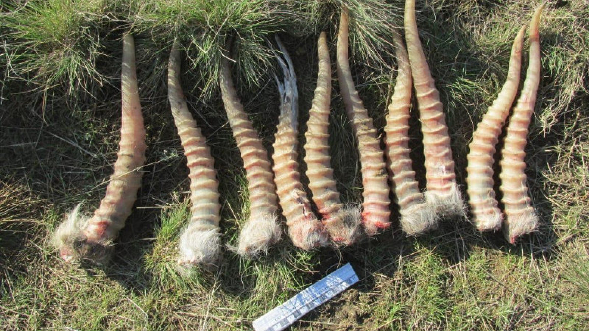 Свыше 70 туш сайги обнаружили в Карагандинской области