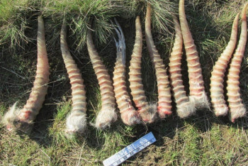 Свыше 70 туш сайги обнаружили в Карагандинской области