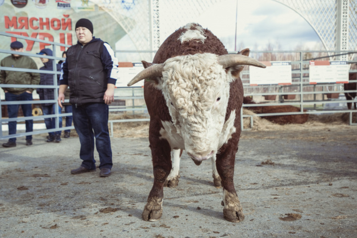 Бык Арай стал лучшим на конкурсе племенных животных в Акмолинской области