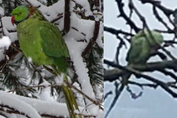 Фотография к новости: Блудный попугай пережил пять суровых норвежских зим