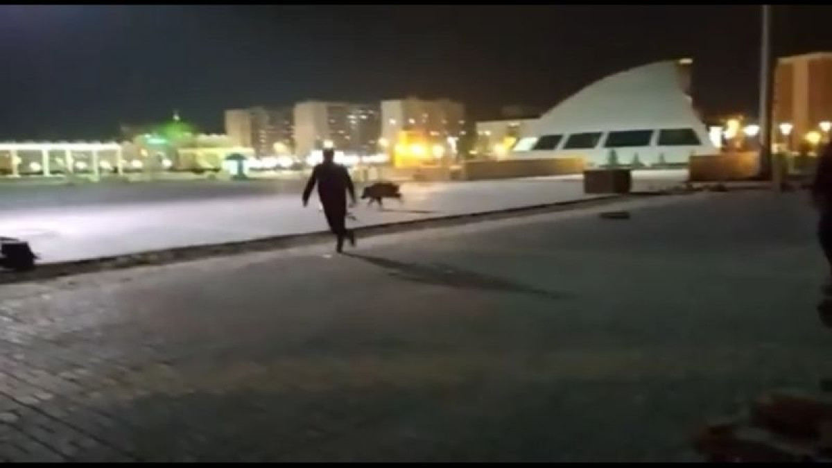 Полицейские гонялись за диким кабаном на площади Первого Президента в Уральске
