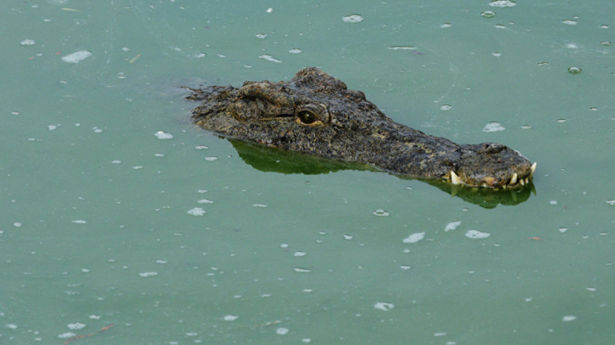 Крокодил утащил пса на глазах у потрясенного хозяина в Австралии