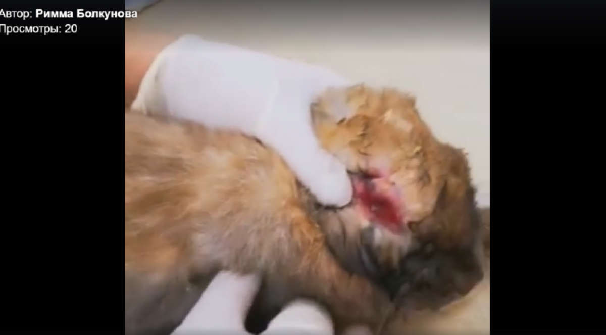 Контактный зоопарк на Атакенте закроют, алматинка просит спасти животных