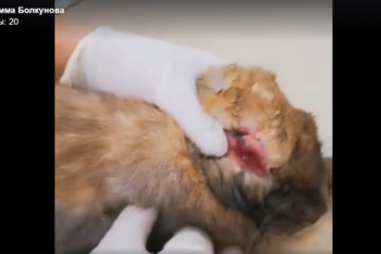 Фотография к новости: Контактный зоопарк на Атакенте закроют, алматинка просит спасти животных