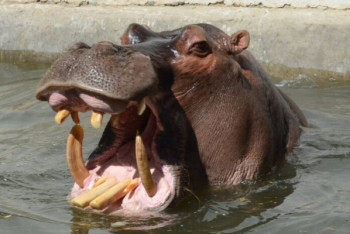 Фотография к новости: Бегемот Турсун перенес операцию по удалению клыков в Шымкенте