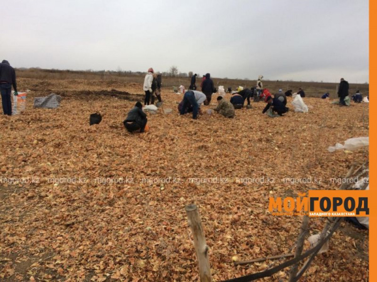 Мешками вывозят высыпанный в степи лук жители ЗКО