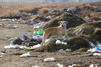 Фотография к новости: До 700 стихийных свалок обнаружили в Павлодарской области