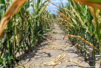 Фотография к новости: Фермеры судятся с правительством ФРГ из-за потепления климата