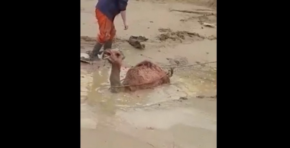 Тонущего в грязи верблюжонка спасли в Мангистау