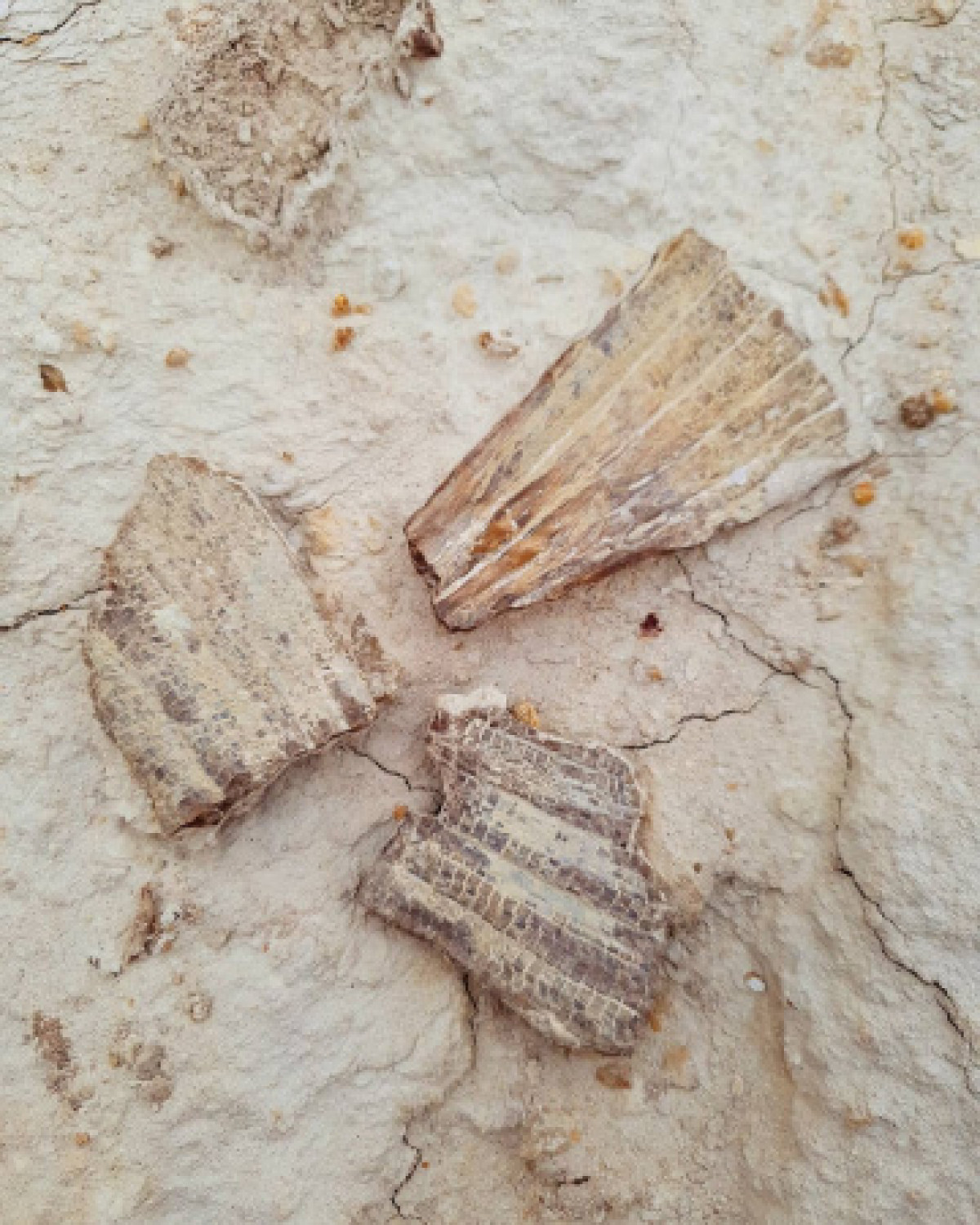 Скелет древней акулы нашли в Мангистау 