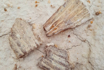 Фотография к новости: Скелет древней акулы нашли в Мангистау 