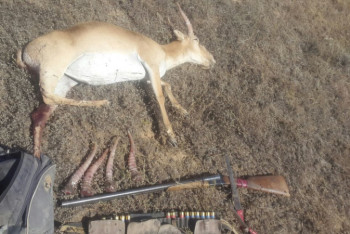 Фотография к новости: Сотрудники "Охотзоопрома" помогли браконьерам отстрелять 154 головы сайги в Коргалжинском заповеднике