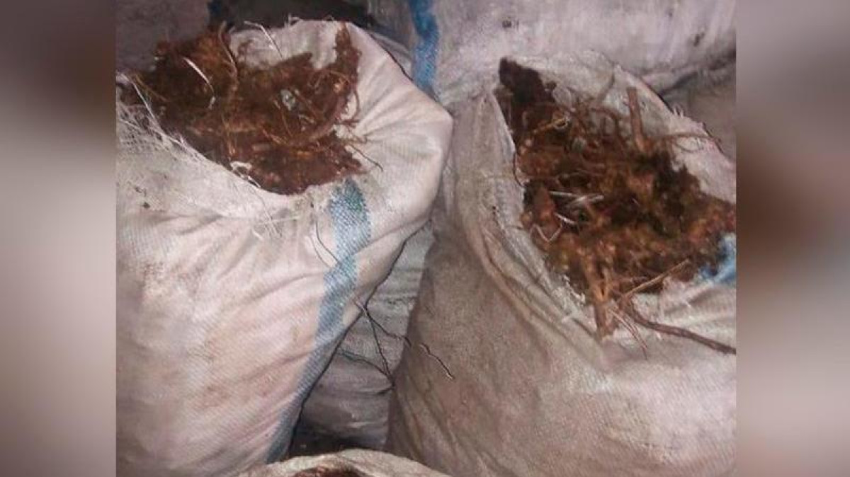 Более 20 мешков золотого корня изъяли у жителей ВКО