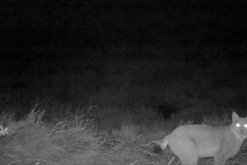 Фотография к новости: Краснокнижная рысь попала на видео в Чарынском нацпарке