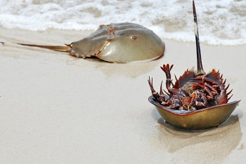 Фотография к новости: 15 самых древних животных нашей планеты  