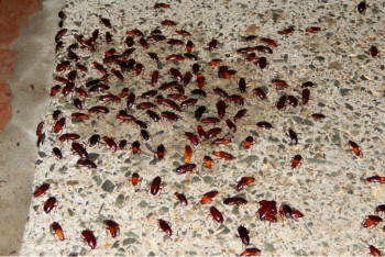 Полчища тараканов шокировали жителей многоэтажки в Усть-Каменогорске