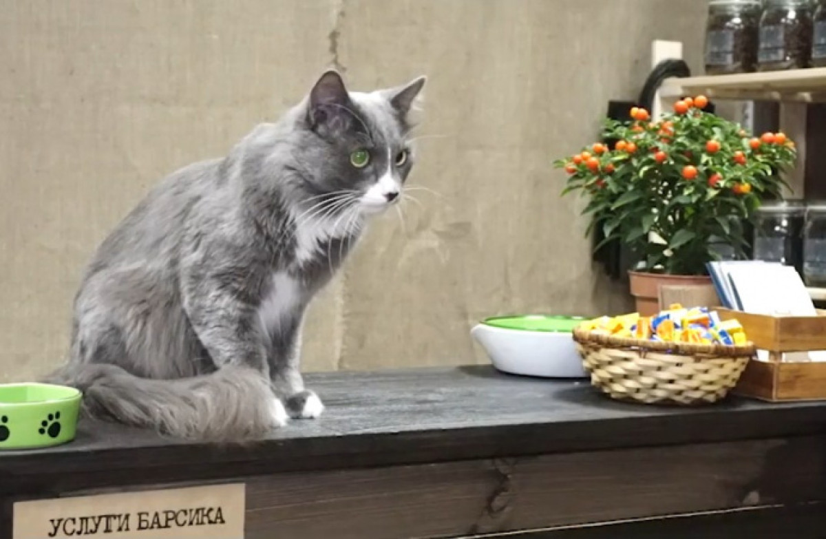 Кота устроили работать продавцом магазина в Перми 