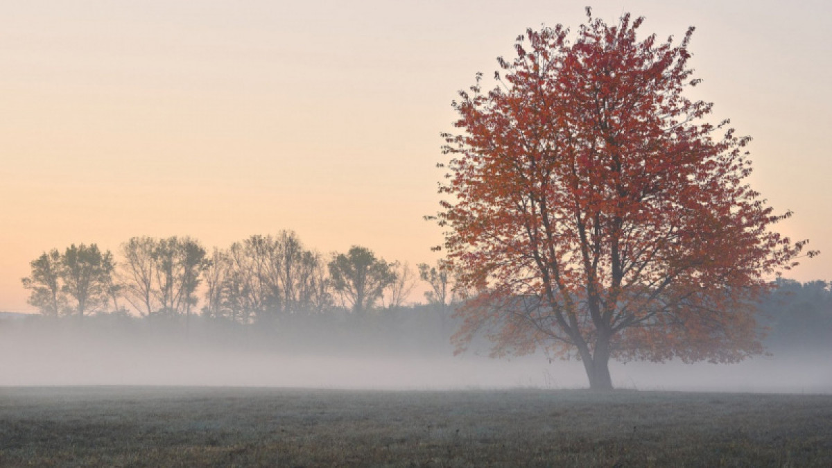 иллюстративное 