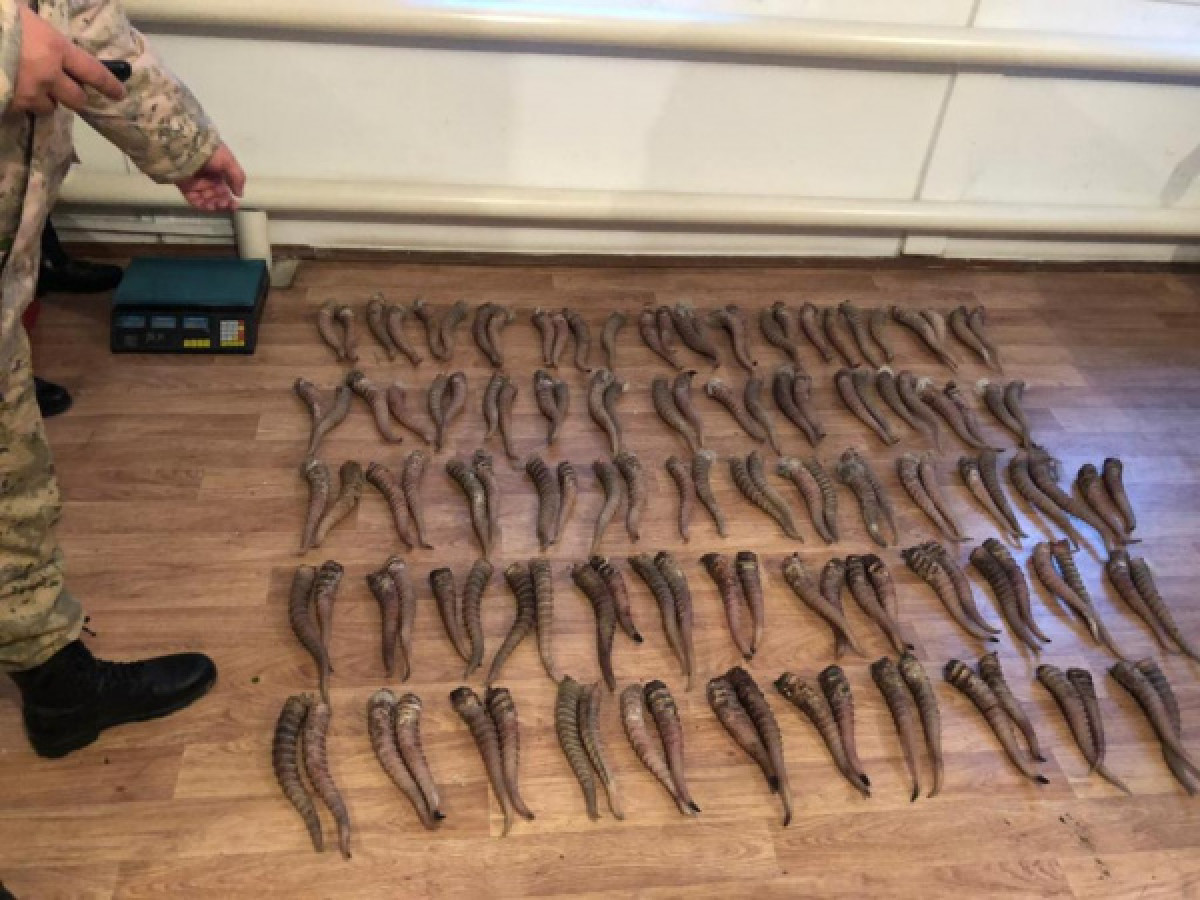 Россиянин пытался вывезти из Казахстана рога сайги на 240 миллионов тенге