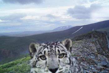 Фотография к новости: Турист украл фотоловушку для снежного барса в горах Алматинской области