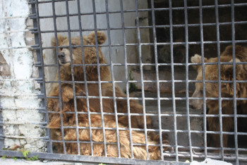 Фотография к новости: Защитники животных попросили мэра Душанбе закрыть столичный зоопарк