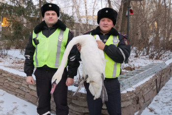Фотография к новости: Раненого лебедя спасли полицейские СКО