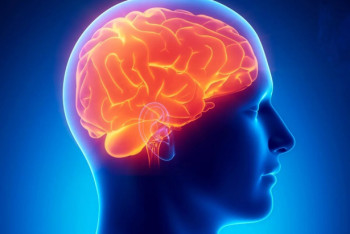 Фотография к новости: Ученые рассказали о людях, нормально живущих с половиной мозга