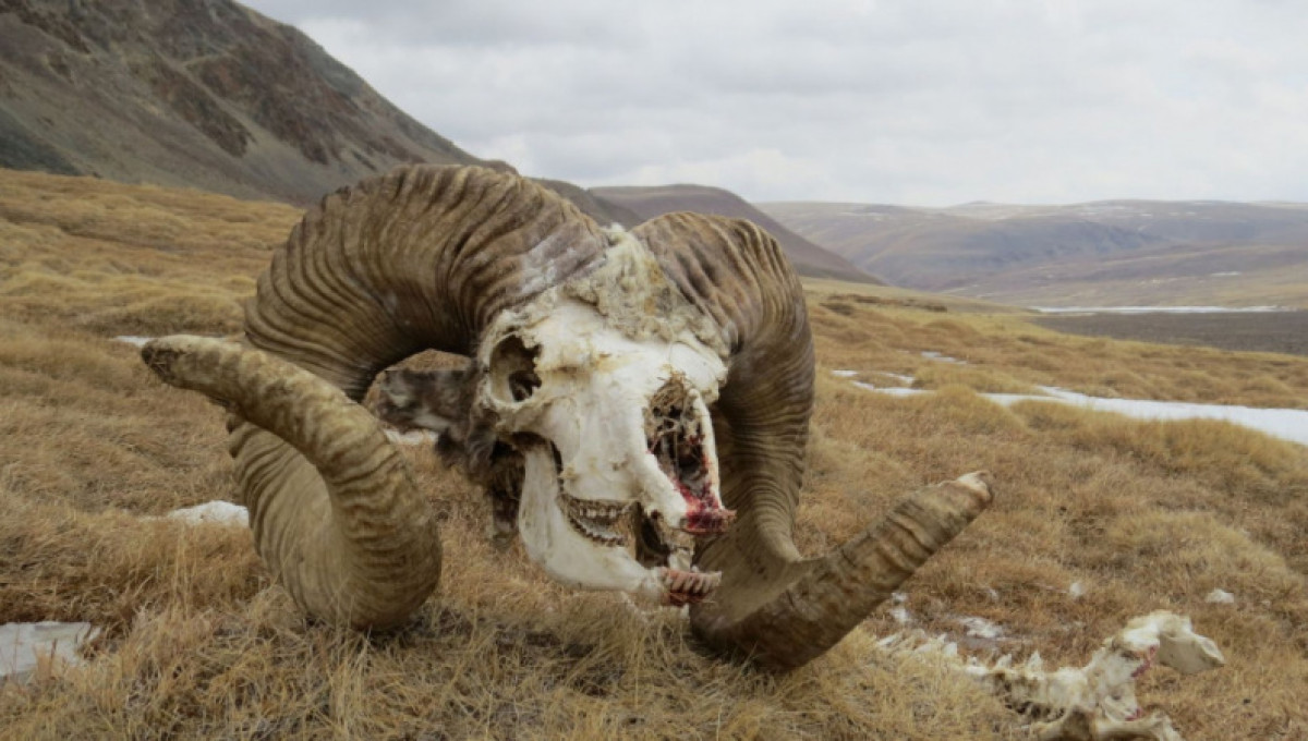 Резко вырастет сумма штрафа за уничтожение диких животных в Казахстане