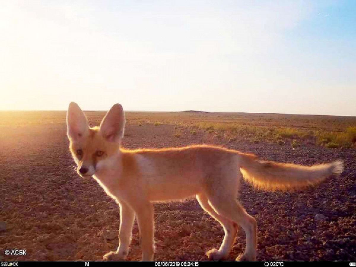 "Селфи" казахстанского лисенка разместили в Сети