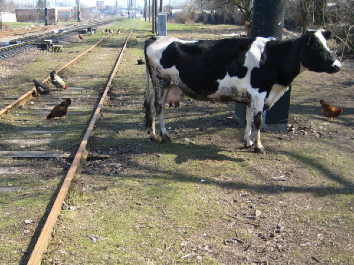Машинистам пришлось более 1500 раз экстренно останавливать поезд из-за пасущегося скота