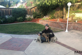 Фотография к новости: Брошенных в Мангистау щенят увезли в США