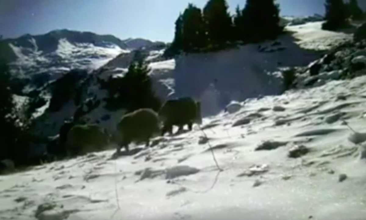 Стадо редких кабанов попало в фотоловушку в Заилийском Алатау