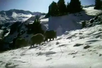 Фотография к новости: Стадо редких кабанов попало в фотоловушку в Заилийском Алатау