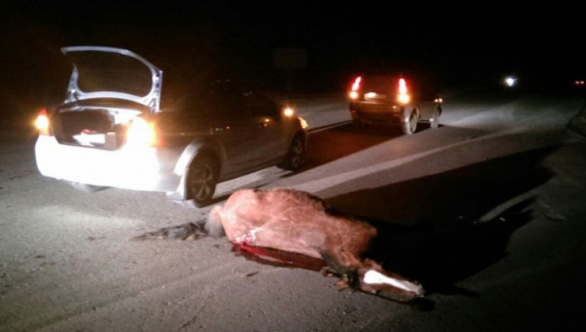 Ужесточат ли наказание для хозяев скота, попадающего в ДТП